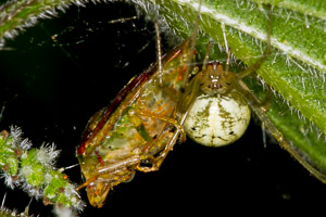 Enoplognatha ovata